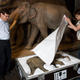 Illustration for article titled How You Transport a Baby Mammoth